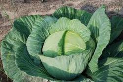 INDRA CABBAGE SEEDS