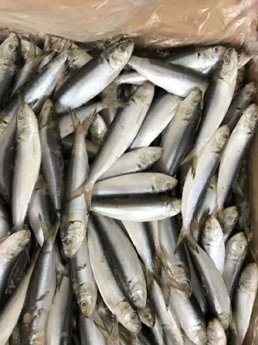 Sardine Fish