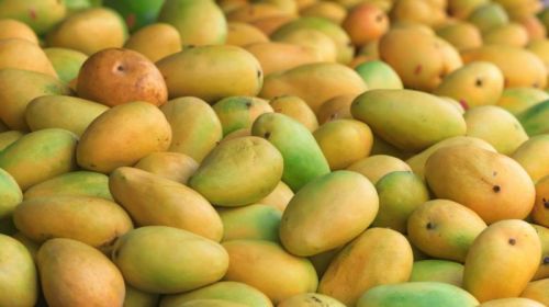 Organic Fresh Mango,fresh Mango, Size : 10-12 Cm