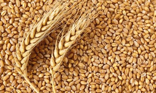 Organic Wheat Seeds, For Beverage, Flour, Feature : Minimum Admixture, Fully Matured, Low Moisture Content