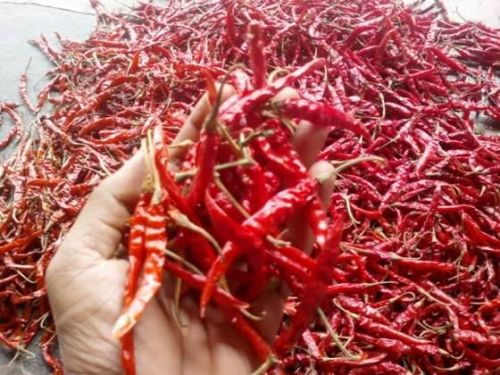 Dried Red Chilli