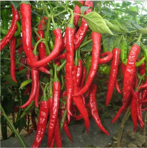 Fresh Red Chilli, Application : Natural Coloring, Gravies, Powders