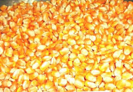 Common yellow corn, Certification : SGS, Packaging Type : 50kg/ bag