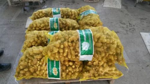 Ginger Root, Packaging Type : ventilated bags