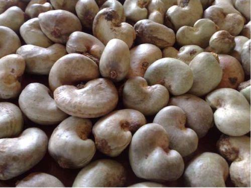 Common Raw Cashew Nuts, Packaging Type : 50kg/PP bag or 80kg/Jute bag