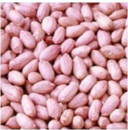 Groundnut Kernels