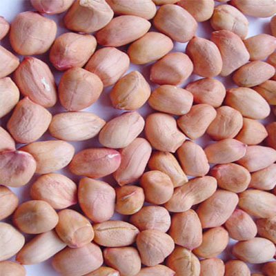 HPS Java Groundnut Kernels