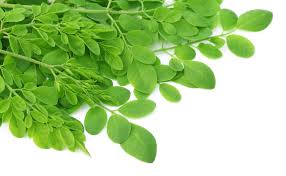 Moringa leaves, Drying Process : Sun Dry