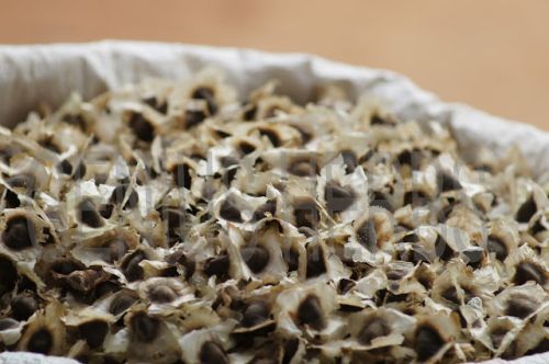 Moringa seeds, Shelf Life : 1 Year