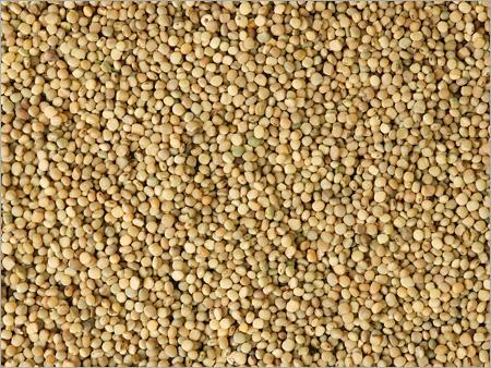 Guar Gum Seed