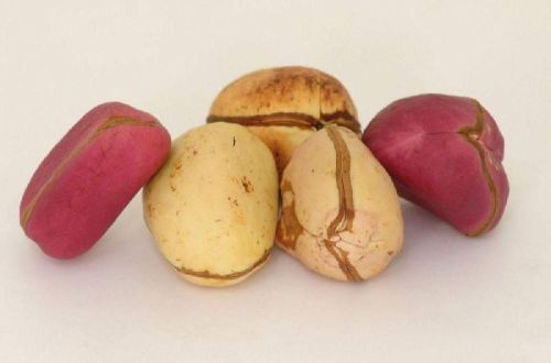 Kola Nuts