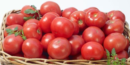 Fresh tomato, Speciality : Rich In Taste, Hygienic, Natural Taste, Healthy