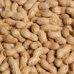 Shelled Groundnuts, Country of Origin : India