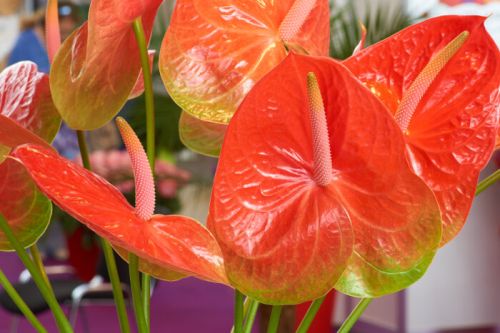 Fresh Anthurium Flower