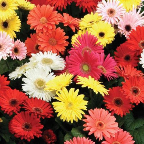 Fresh Hybrid Gerbera Flower