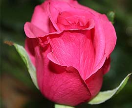 Bugatti Rose Flowers