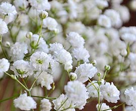 Gypsophila Flowers