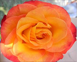 Tropical Rose Flowers