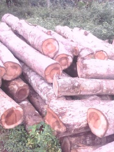 Teak wood logs, Packaging Type : BROWN, DARK BROWN & DARK RED