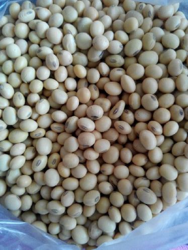 Soybean Seeds