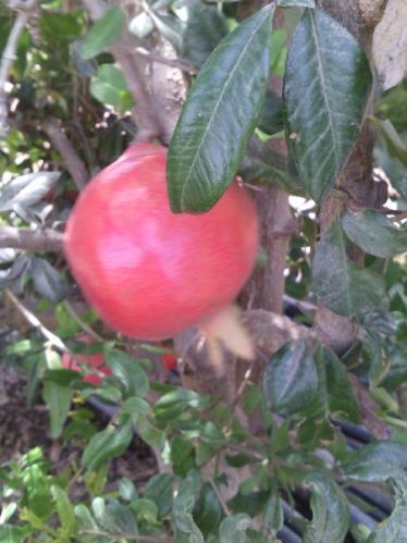 Fresh Pomegranates