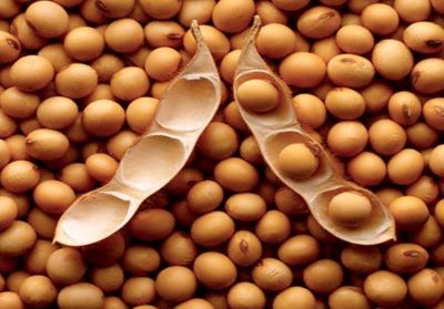 Organic soybean seeds