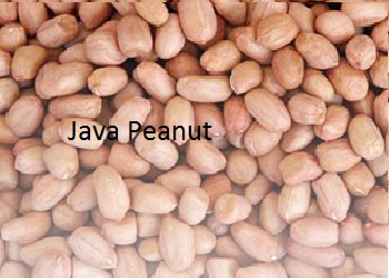 Java peanuts