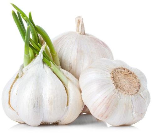 Fresh Garlic