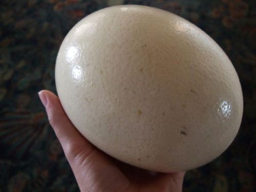 Ostrich Eggs