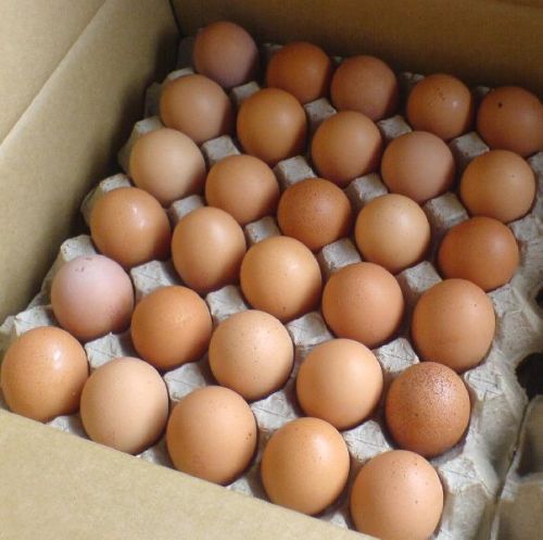 Chicken eggs, Condition : Fresh for Food