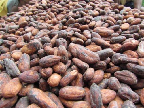 Cocoa beans, Form : Whole