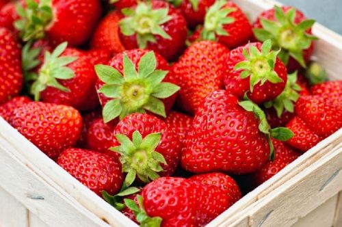 Strawberry, Packaging Type : Boxes