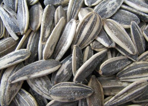 Sunflower seeds