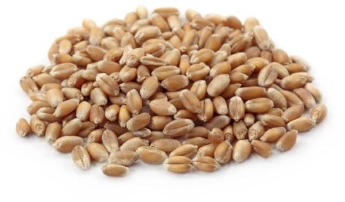Wheat grains