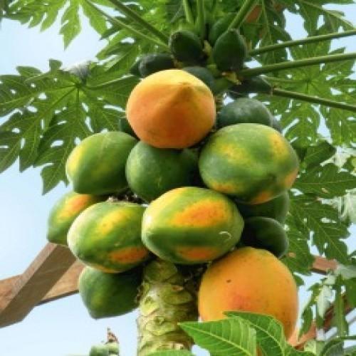 Carica Papaya