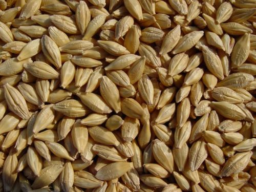 Barley Seeds, Color : Brown