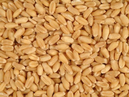 Organic Milling Wheat Seeds, For Human Food