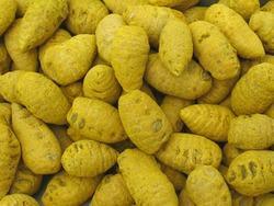 Turmeric Bulb, Color : Yellow