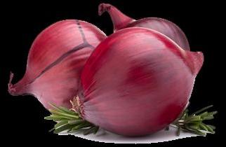 Fresh red onion For Human Consumption