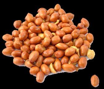 Groundnut Kernels