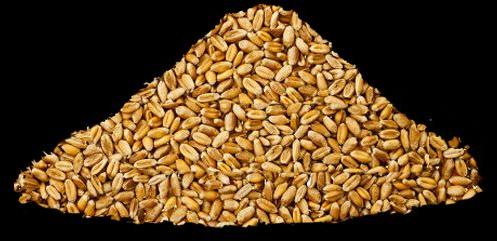 Wheat Grains