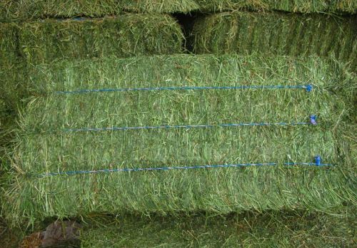 Alfalfa Hay, Style : Dried