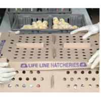 Day Old Broiler Chicks