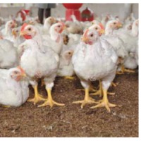 Dressed Chicken, Grade : AAA