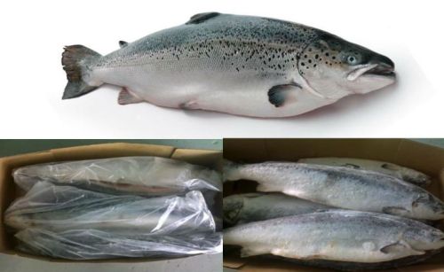 Dried Salmon Fish, Brand Name : Buyer's Brand