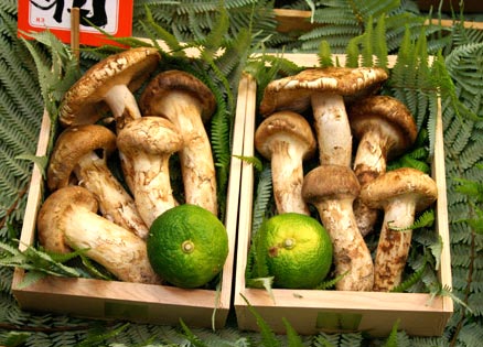 Fresh Matsutake Mushroom, Brand Name : Muahroom