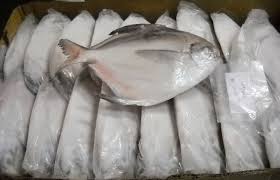 Frozen Grade A White Silver Pomfret Fish