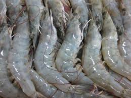 Frozen Vannamei Shrimps, Brand Name : Buyer's Brand