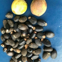 Jatropha Oil, Oil Purity : 98.5 %