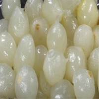 Preserved Onion In Vinegar